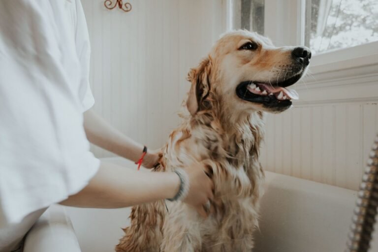 Dog standing calmly on a grooming table while loose fur is brushed out