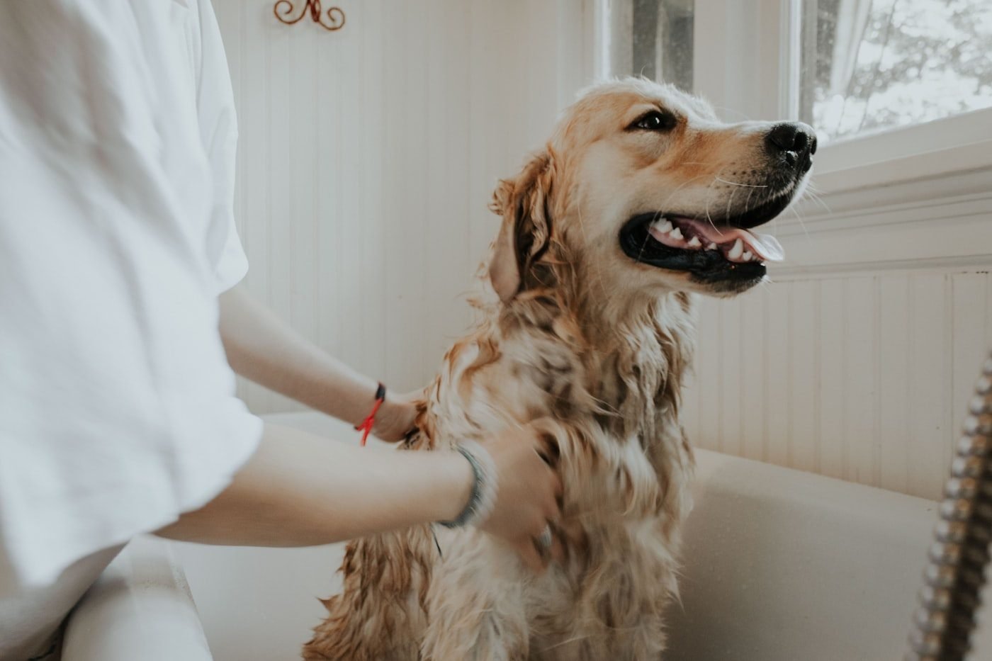 Dog standing calmly on a grooming table while loose fur is brushed out