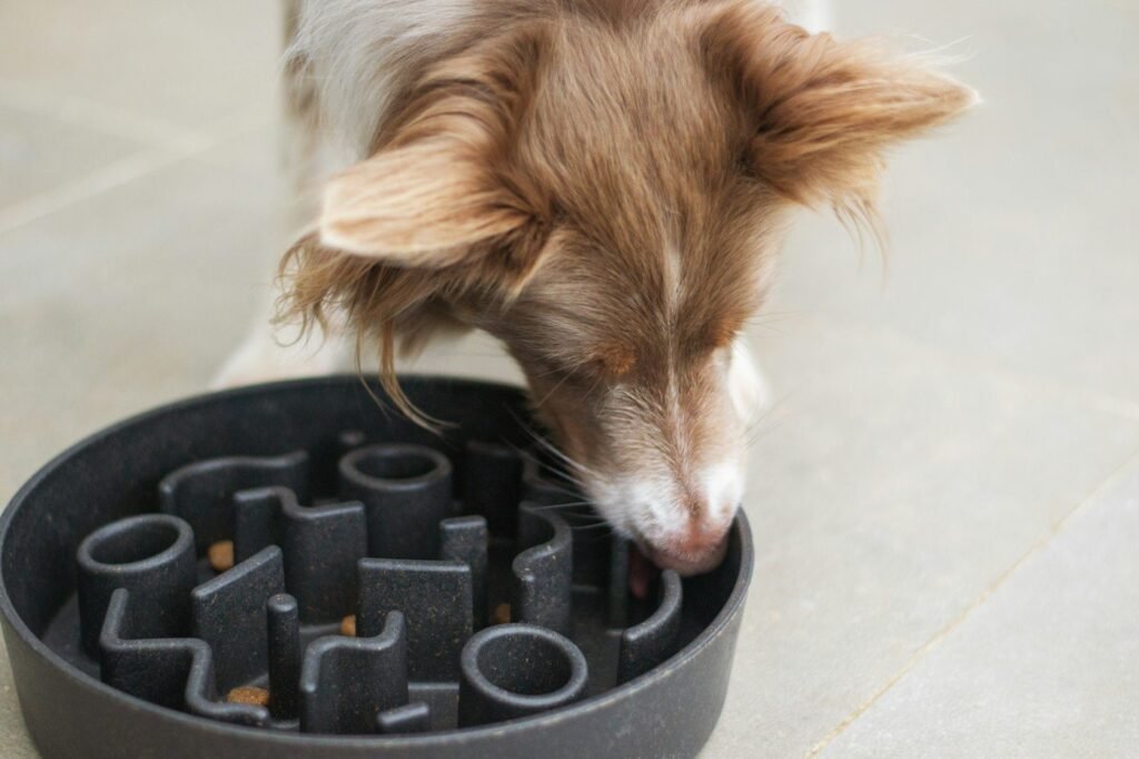 Dog eating from a bowl indoors during a quiet work-from-home afternoon